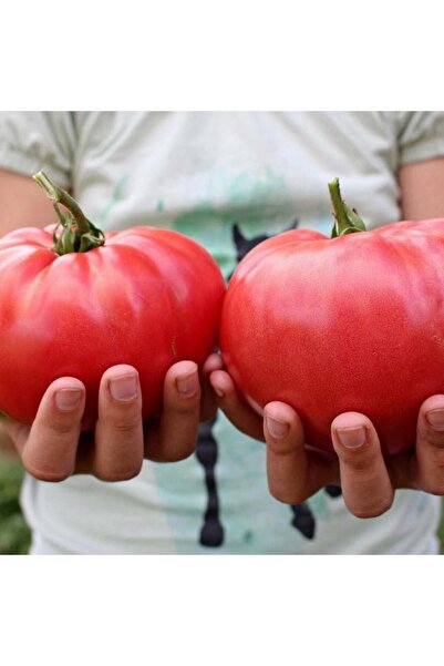 ZENGARDEN EV VE BAHÇE Pembe domates tohumu geleneksel pink brandywine tomato