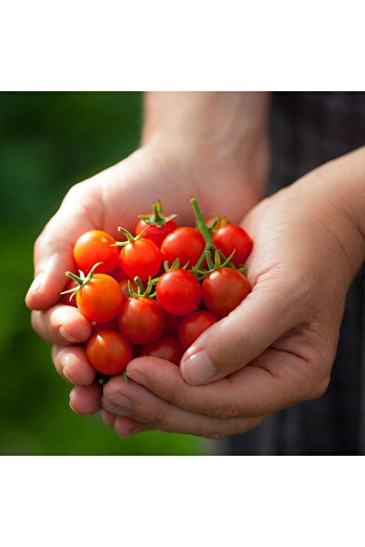 ZENGARDEN EV VE BAHÇE Geleneksel mini çeri domates tohumu small red cherry