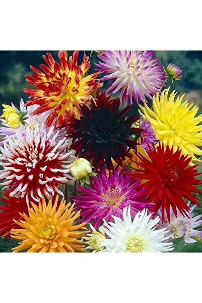 ZENGARDEN EV VE BAHÇE İri çiçekli kaktüs dahlia yıldız çiçeği tohumu karışımı