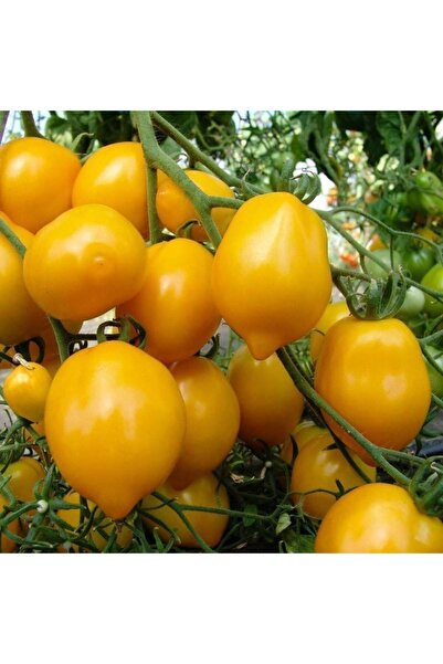 ZENGARDEN EV VE BAHÇE Sarı limon domates tohumu geleneksel heirloom plum lemo...