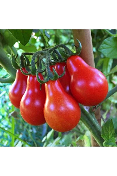 ZENGARDEN EV VE BAHÇE Geleneksel kırmızı armut domates tohumu red pear heirlo...