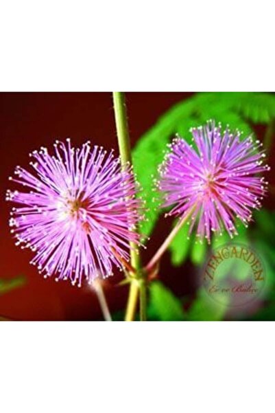 ZENGARDEN EV VE BAHÇE Hassas çiçek mimosa pudica tohumu küstüm çiçeği