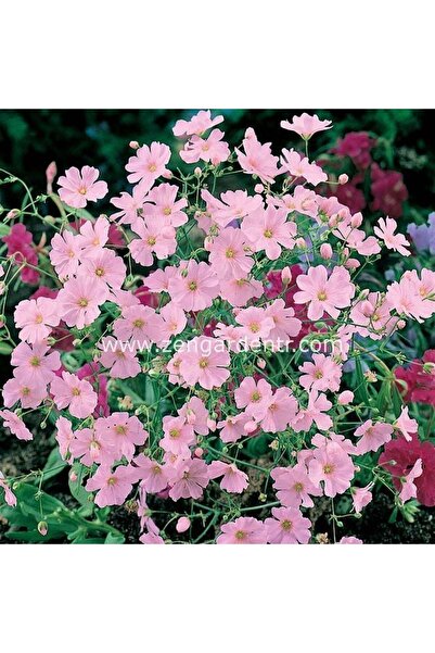 ZENGARDEN EV VE BAHÇE Gül rengi gypsophila tohumu elegans rosea çöven