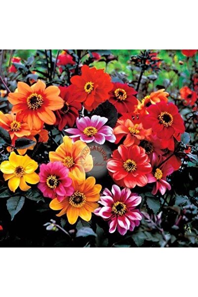 ZENGARDEN EV VE BAHÇE Dahlia yıldız çiçeği tohumu diablo serisi variabilis to...