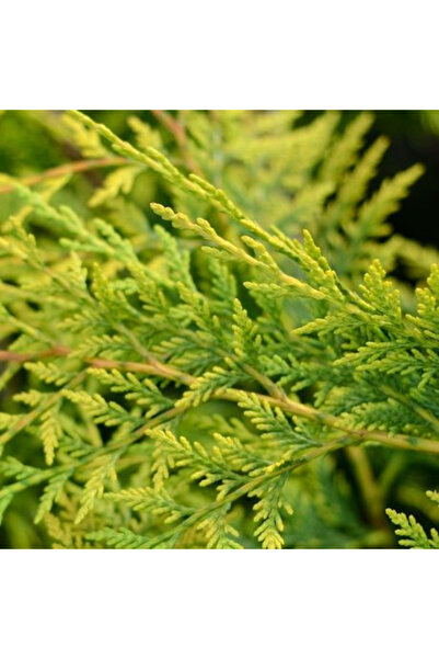 doğaşık Sarı renkli çit bitkisi Altuni Goldrider Leylandi fidanı 40 60 cm boy...