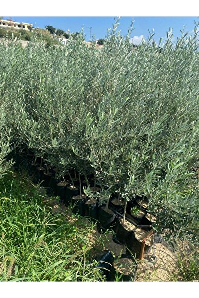 FİDANLIDAN Tüplü Gelişkin Boylu 2 Yaşında Gemlik Zeytin Fidanı