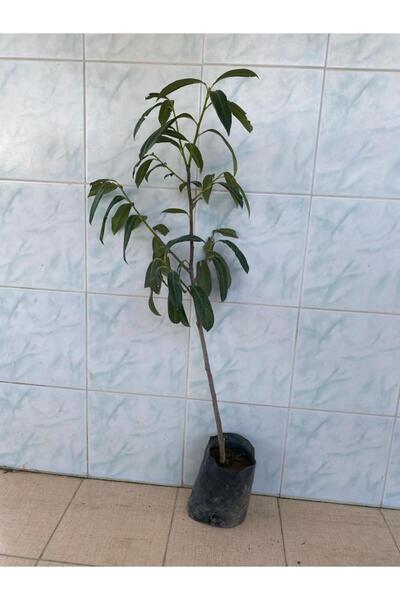 FİDANLIDAN Tüplü Laz Kirazı ( Karayemiş ) Fidanı