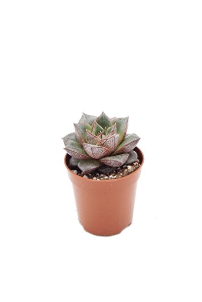 Hilal Garden Echeveria Purpusorum Sukulent