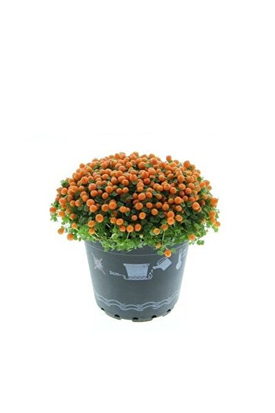 BAŞKENT BOTANİK Arap Saçı Nertera Bitkisi