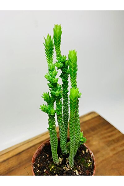 foliumbotanik Crassula Muscosa Variegata Prenses Çamı Beyaz Pembe Tür