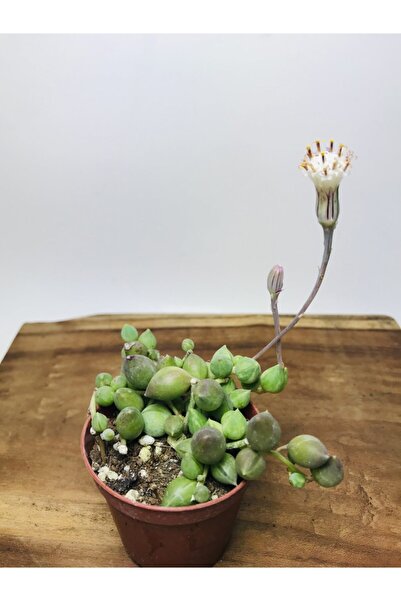 foliumbotanik Senecio Rowleyanus Variegata Sarı Yeşil Renkli Tesbih Çiçeği