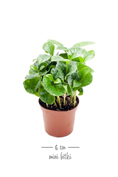 Genel Markalar Coffea Arabica - Set 2 Adet Kahve Çiçeği Mini - Ev Ofis Salon Iç Mekan Bitkisi - Baby