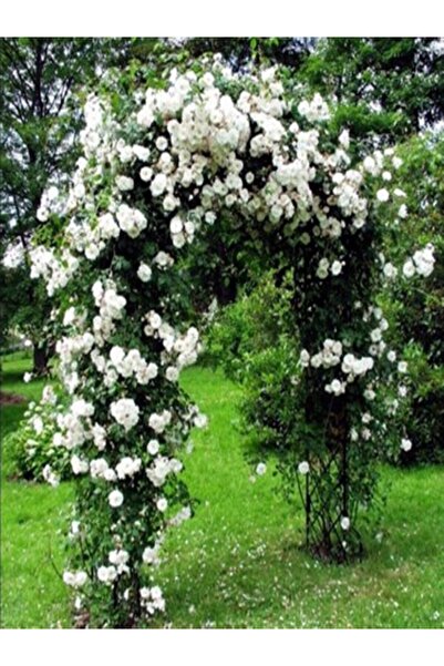 Genel Markalar 2 Adet Tüplü Gül Fidanı (beyaz) Yediveren Sarmaşık Kokulu