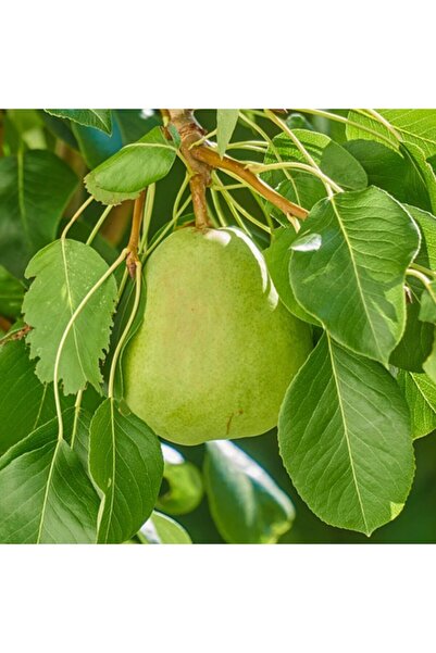 Bitki Dizayn Tüplü Aşılı Yarı Bodur Deveci Armut Fidanı