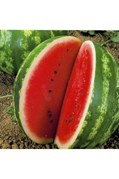 Bitki Dizayn Tatlı Crimson Sweet Karpuz Fidesi (5 Fide)