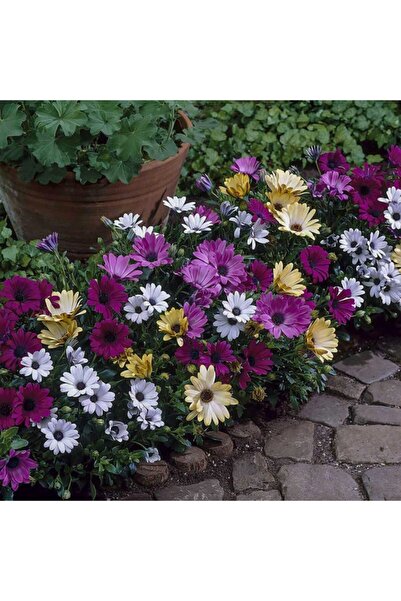 Bitki Dizayn Afrika Papatyası Çiçeği Tohumu 50 Adet