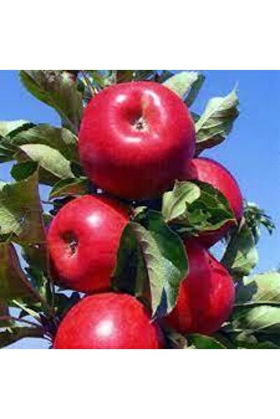 Genel Markalar ELMA ( AMASYA ) 150-200 CM Tüplü