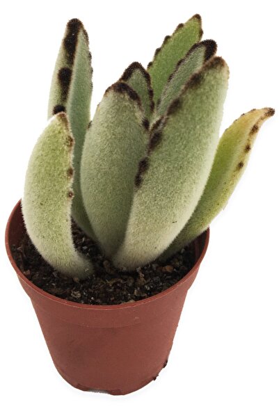 LEVANT Kalanchoe Tomentosa Panda Saksıda Sukulent 5,5 vm