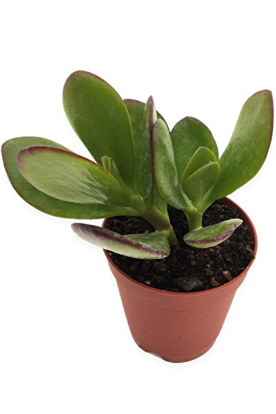 LEVANT Crassula Ovata Para Ağacı Geniş Yapraklı Tür 5,5 cm Saksıda