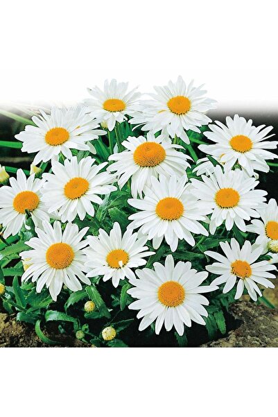 ZENGARDEN EV VE BAHÇE Kalıcı papatya tohumu alaska shasta daisy