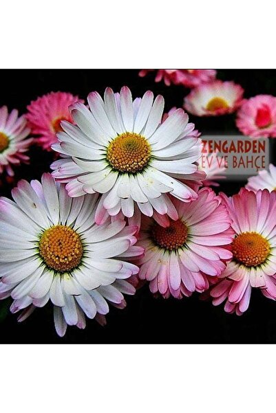 ZENGARDEN EV VE BAHÇE Bellis perennis tohumu atalık yayılıcı pompon papatya