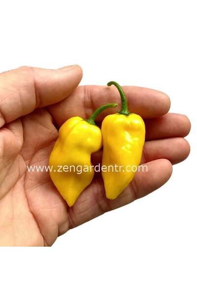 ZENGARDEN EV VE BAHÇE Limon habanero biber tohumu çok acı