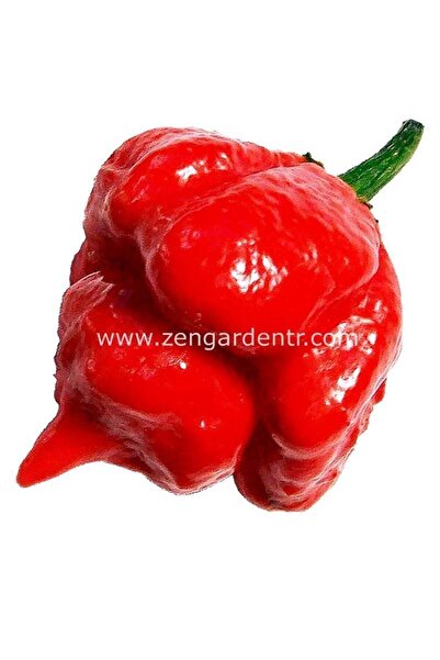 ZENGARDEN EV VE BAHÇE Trinidad scorpion çok acı biber tohumu akrep biberi