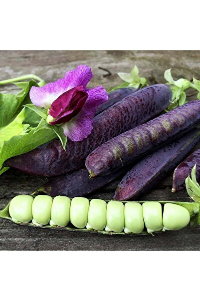 ZENGARDEN EV VE BAHÇE Blauwschokker mor bezelye tohumu atalık çeşit