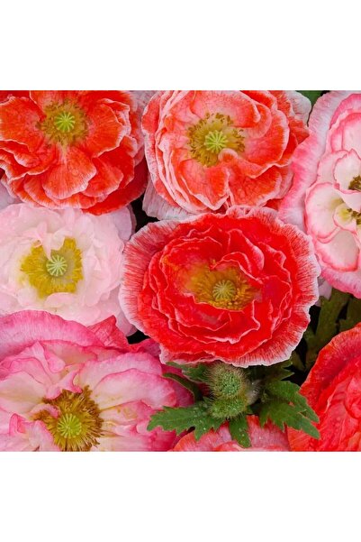 ZENGARDEN EV VE BAHÇE Katlı çiçekli gelincik tohumu papaver rhoeas falling in...