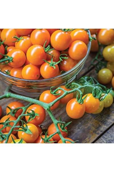 ZENGARDEN EV VE BAHÇE Atalık Altın Sarı çeri domates tohumu sırık tip