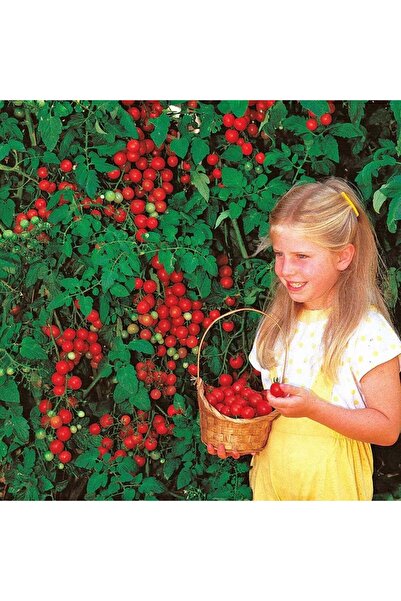 ZENGARDEN EV VE BAHÇE Kiraz salkım domates tohumu geleneksel sweetie tomato