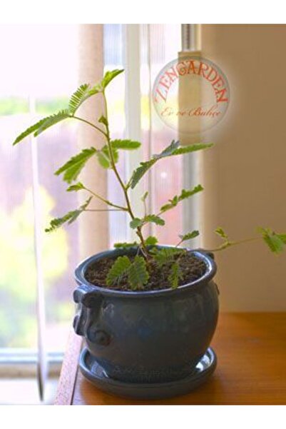 ZENGARDEN EV VE BAHÇE Hassas çiçek mimosa pudica tohumu küstüm çiçeği