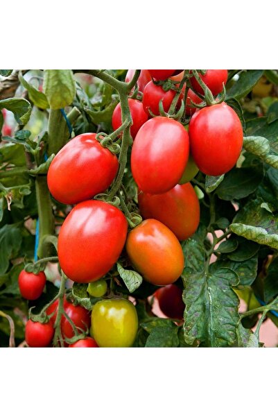 ZENGARDEN EV VE BAHÇE Roma domates tohumu geleneksel rome tomato heirloom seeds
