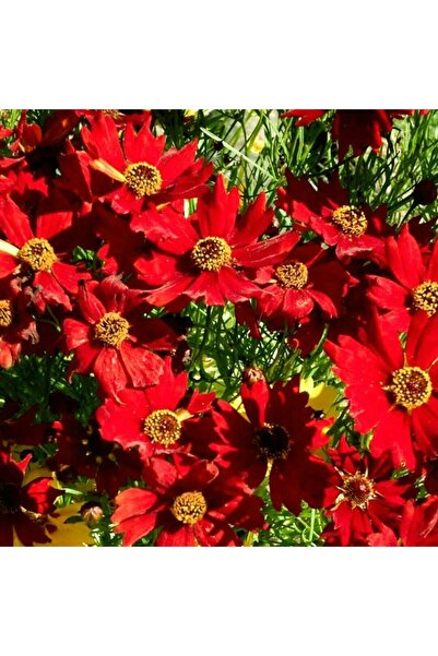 Uzun boylu kırmızı Kızgözü çiçeği tohumu coreopsis plains