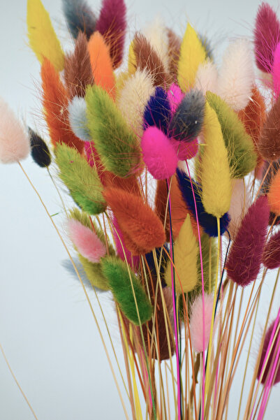 Dekora Çiçek Ierburi uscate de bumbac, culoarea coadă de iepure - 80 de ramuri