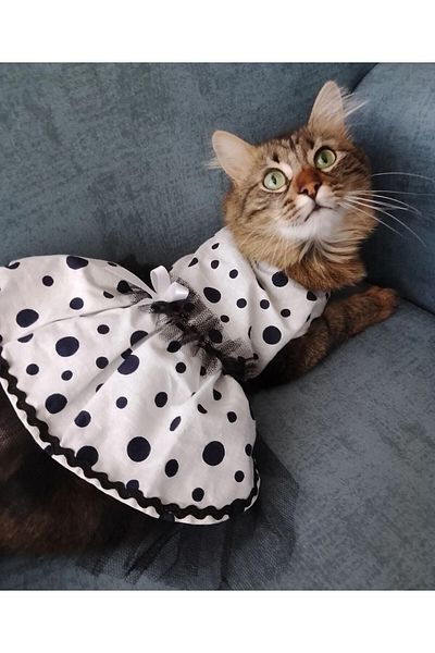 Gobo Black Polka Dot White Female Cat Dog Outfit Dress