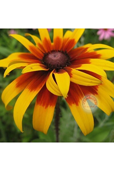 ZENGARDEN EV VE BAHÇE Zafer papatyası tohumu rudbeckia hirta gloriosa daisy