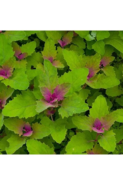 ZENGARDEN EV VE BAHÇE Meksika ıspanak ağacı tohumu tree spinach Chenopodium g...