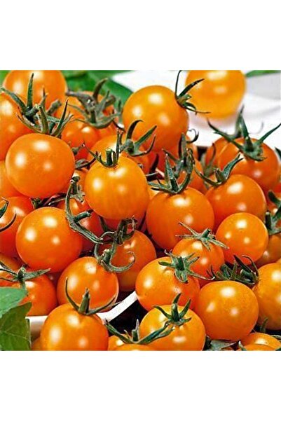 ZENGARDEN EV VE BAHÇE Atalık Figiel turuncu çeri üzüm domates tohumu sırık tip