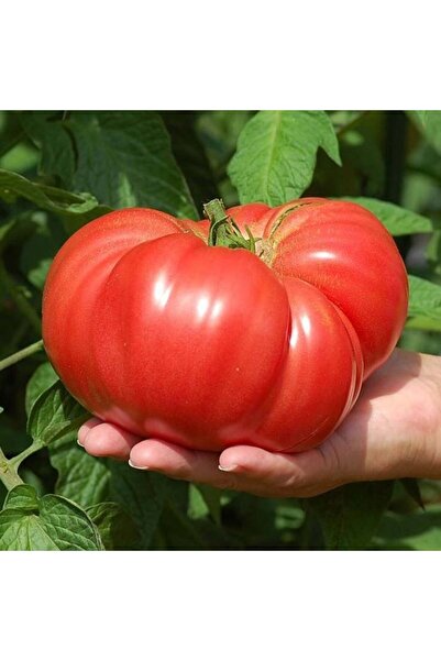 ZENGARDEN EV VE BAHÇE Atalık Pembe Kantar domatesi tohumu her biri 800 gr sır...
