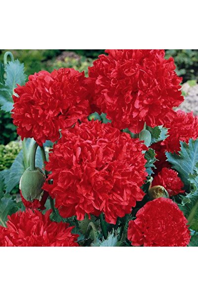 ZENGARDEN EV VE BAHÇE Kırmızı katmerli gelincik tohumu şakayık çiçekli peony