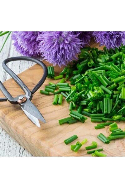 ZENGARDEN EV VE BAHÇE Frenk soğanı tohumu soğan otu onion chives