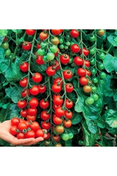 ZENGARDEN EV VE BAHÇE Ciliegia salkım domates tohumu geleneksel kiraz tipi ci...