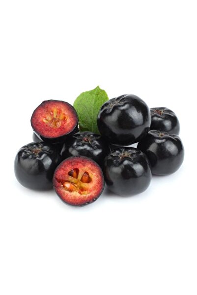 Genel Markalar Aronia Aronya Ağacı Meyveli Fidanı Tüplü