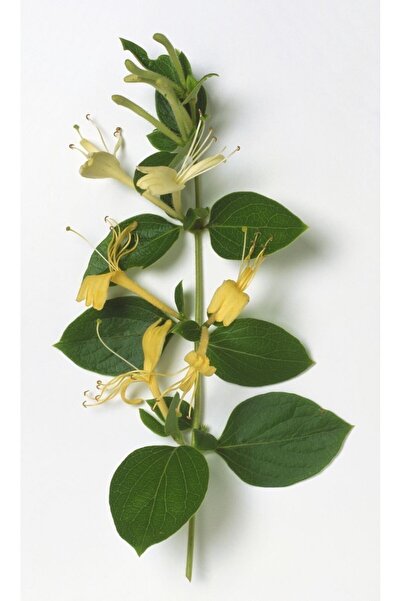 doğaşık Hanım Eli Çiçeği Fidanı ??1 Adet