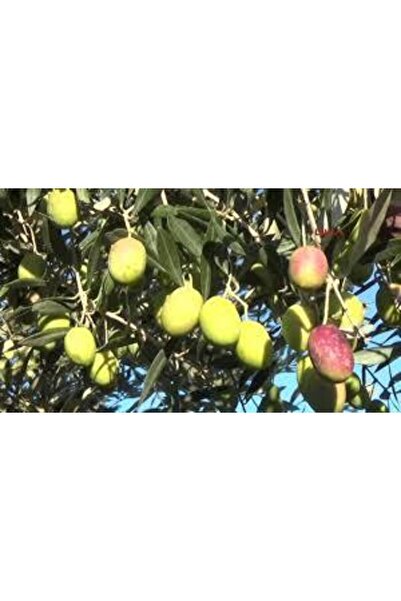 AYDOĞDU Sarı Ulak Zeytin Fidanı
