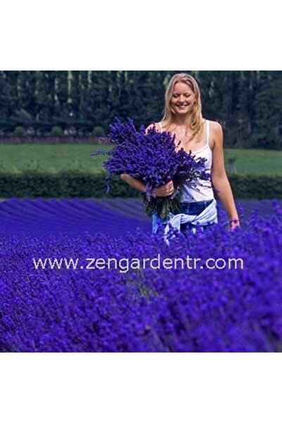 ZENGARDEN EV VE BAHÇE İngiliz lavanta tohumu lavandula angustifolia vera