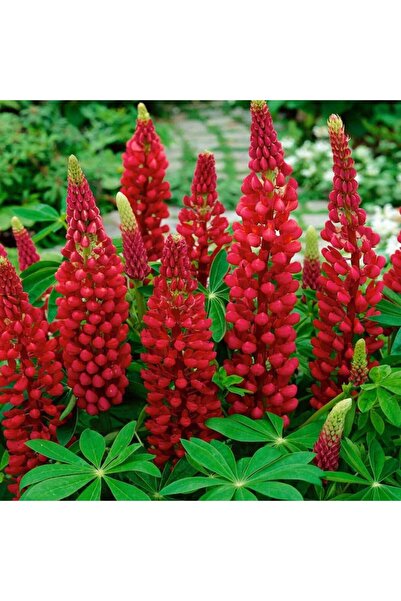 ZENGARDEN EV VE BAHÇE My Castle lupin tohumu acı bakla çiçeği lupinus russel
