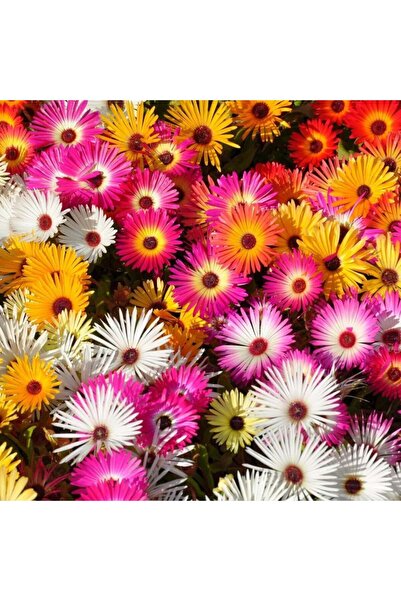 ZENGARDEN EV VE BAHÇE Buz çiçeği tohumu mezem Genta mesembryanthemum criniflorum