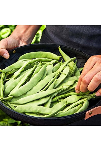 ZENGARDEN EV VE BAHÇE Alman çalı fasulye tohumu dutch brown atalık